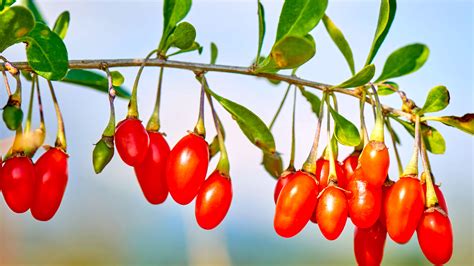 easygoing goji berries